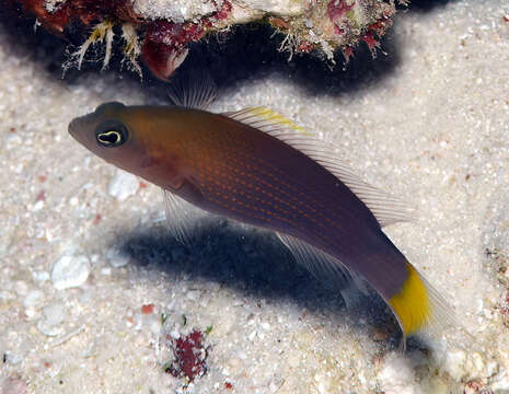 Image de Pseudochromis marshallensis Schultz 1953