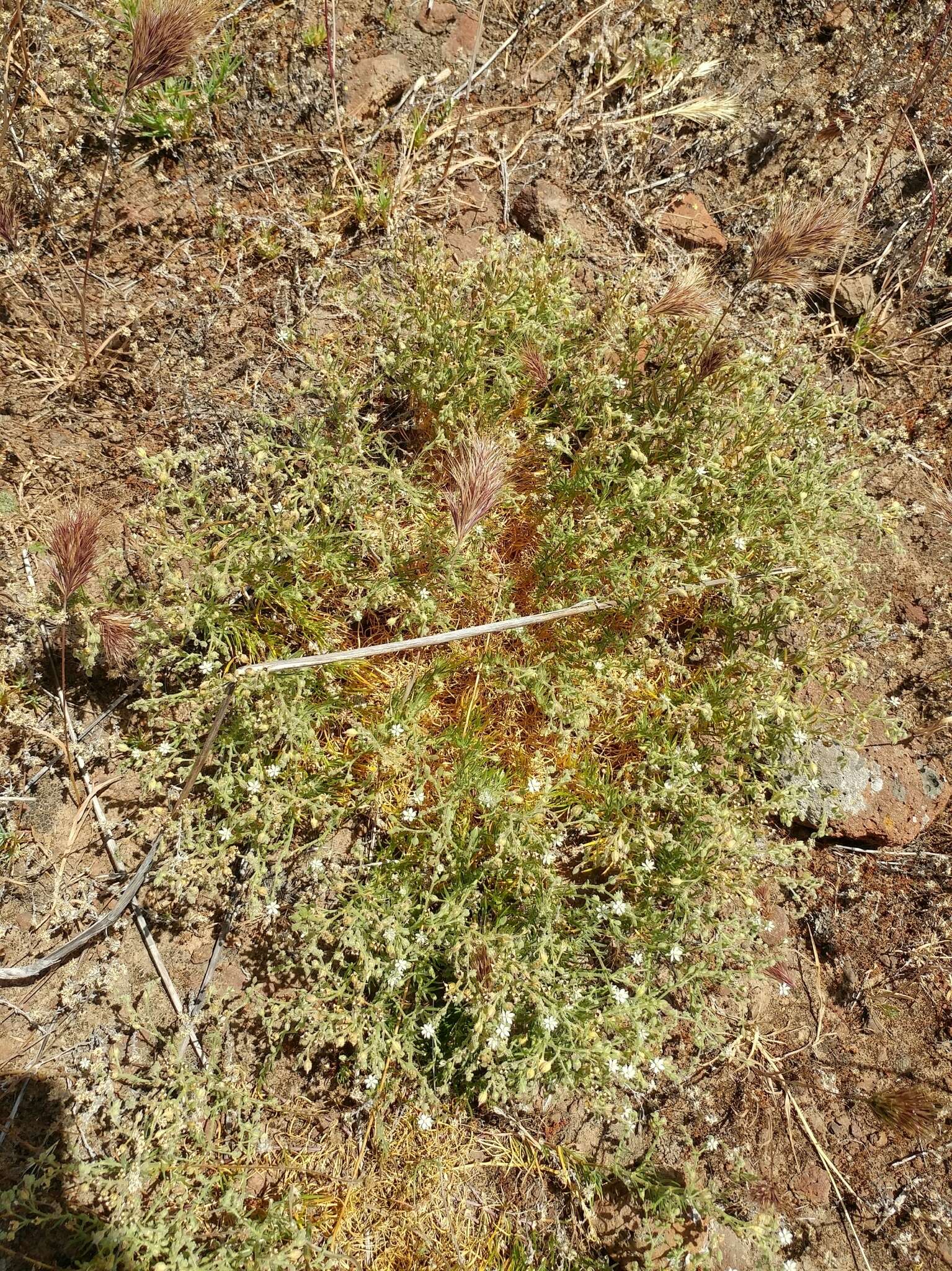 Imagem de Spergula villosa Persoon