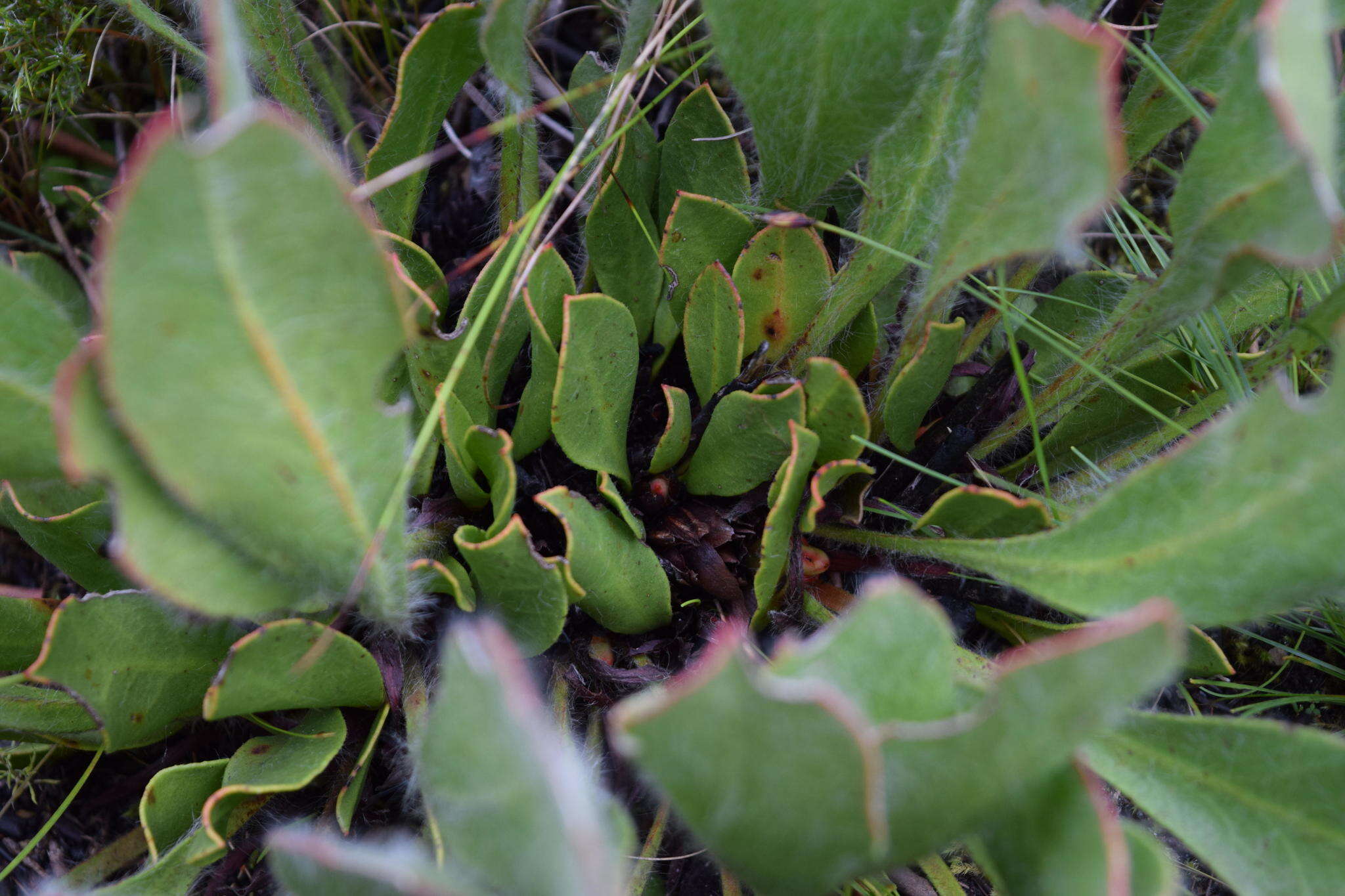 Image of harts-tongue-fern sugarbush