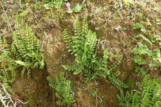 Слика од Cheilanthes hastata (L. fil.) Kunze