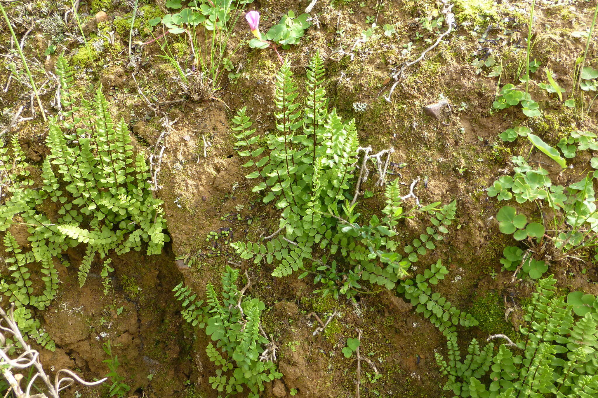 Imagem de Cheilanthes hastata (L. fil.) Kunze