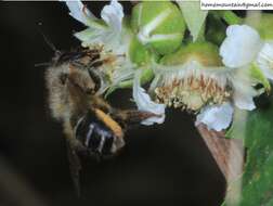 Image of Osmia excavata Alfken 1903