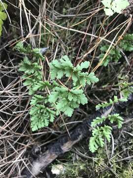 Image of Cheilanthes sieberi subsp. sieberi