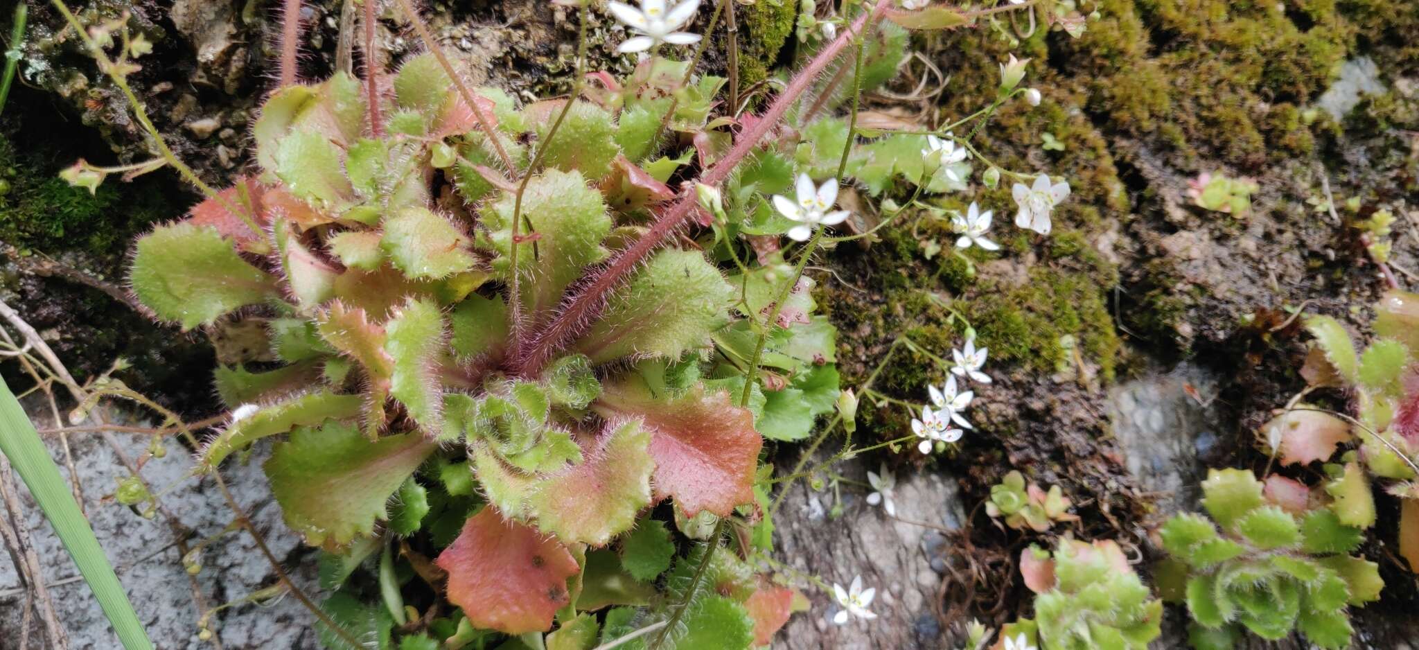 Plancia ëd Micranthes clusii subsp. lepismigena (Planellas) Gornall