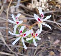 Image of Pelargonium pinnatum (L.) L'Her.