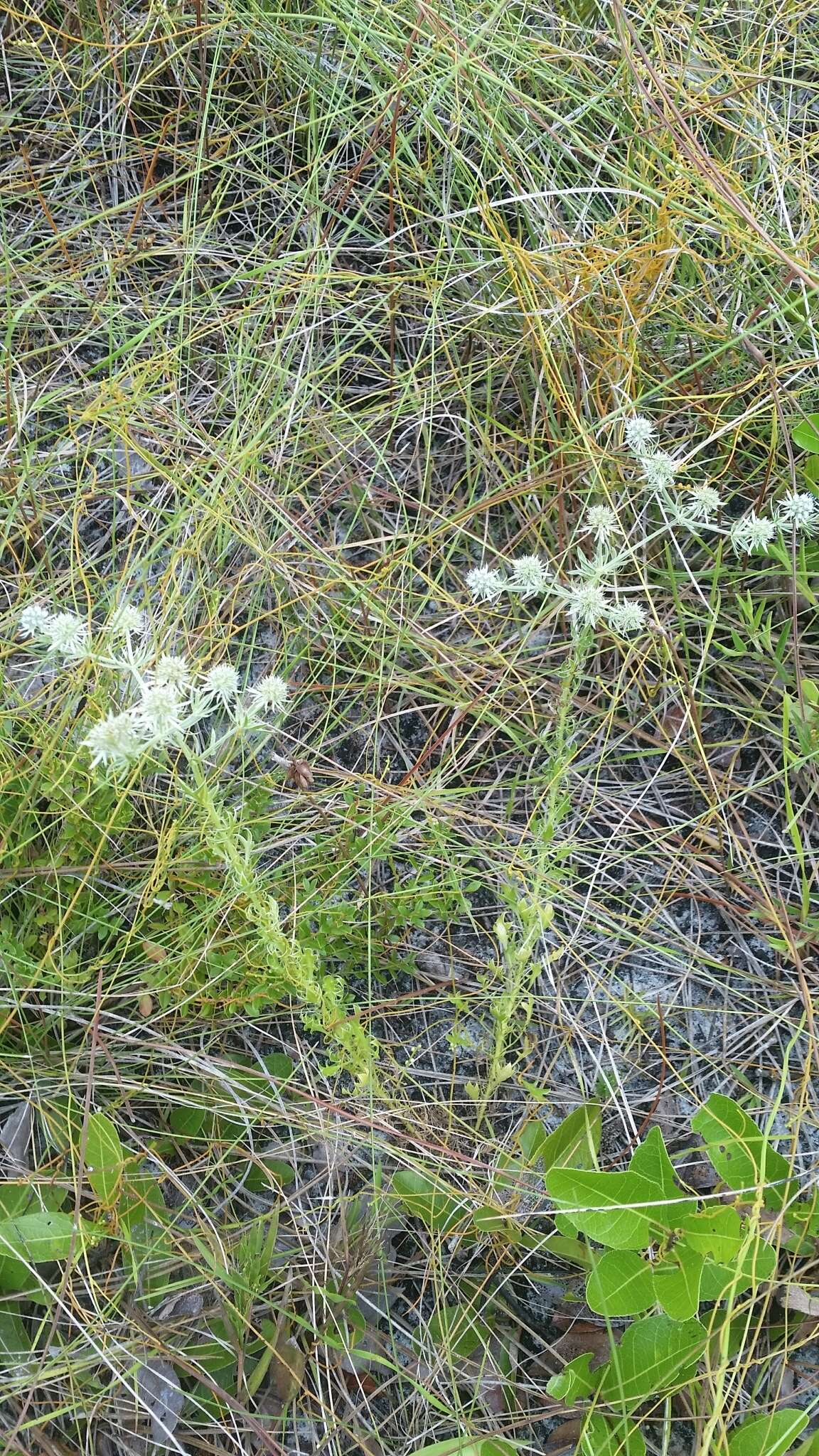 Eryngium aromaticum Baldw. resmi