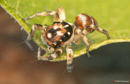 Image of Parajotus refulgens Wesolowska 2000