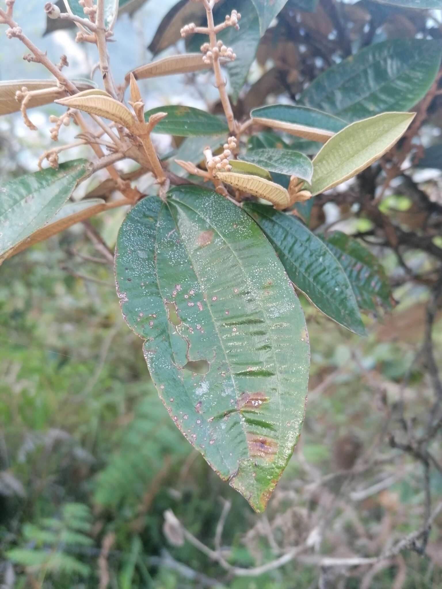 Image of Miconia stenostachya (Schrank & C. Martius) DC.