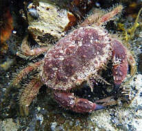 Imagem de Glebocarcinus oregonensis (Dana 1852)