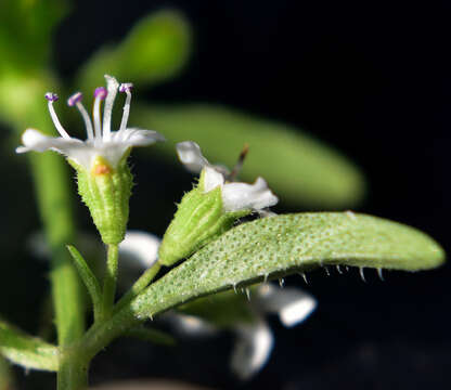 Image of Mentha diemenica Spreng.