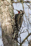 Sphyrapicus Baird & SF 1858 resmi