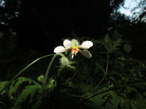 Image of Blumenbachia insignis Schrad.