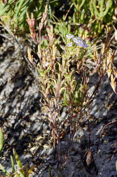 Image of Zaluzianskya villosa F. W. Schmidt