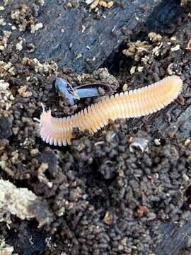 Image of Feather Millipede