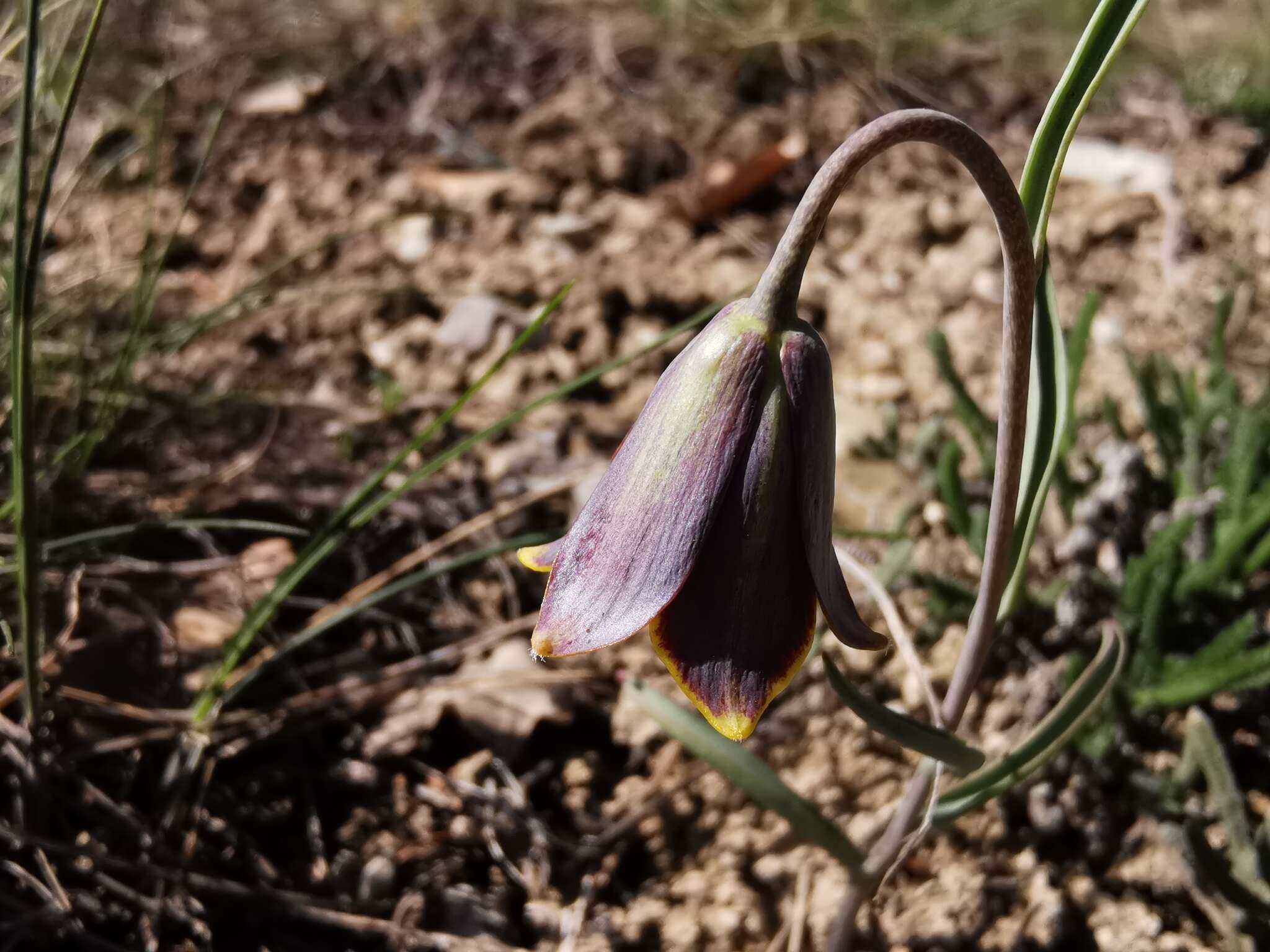 Fritillaria fleischeriana Steud. & Hochst. ex Schult. & Schult. fil. resmi