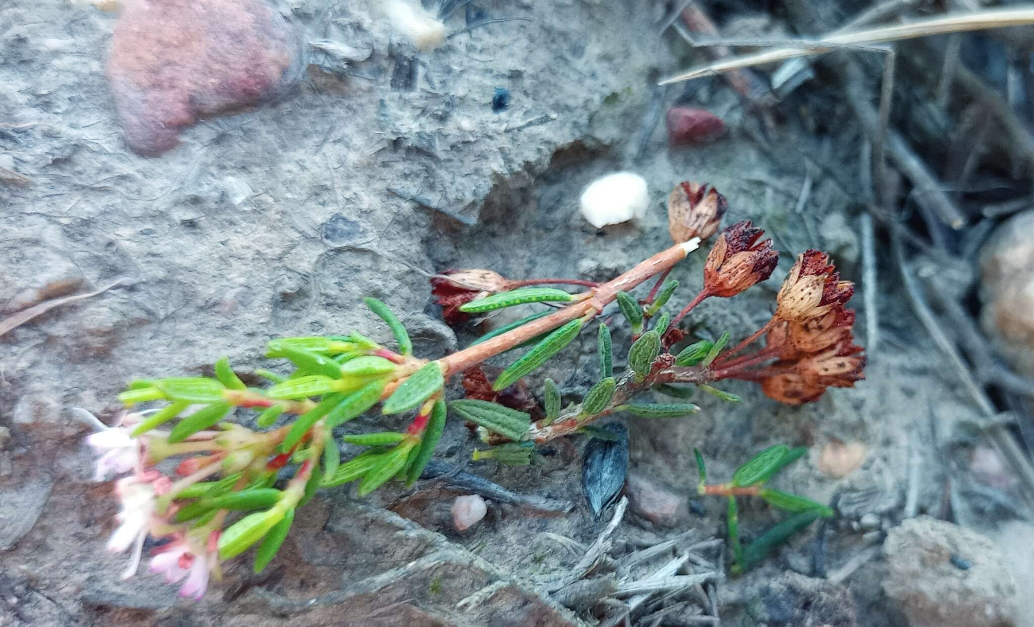 Image of Agathosma foetidissima (Bartl. & Wendl.) Steud.