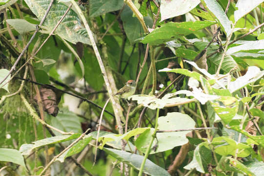 Image of Black-and-white Tody-Flycatcher