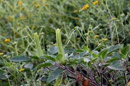 Image of Datura innoxia P. Miller