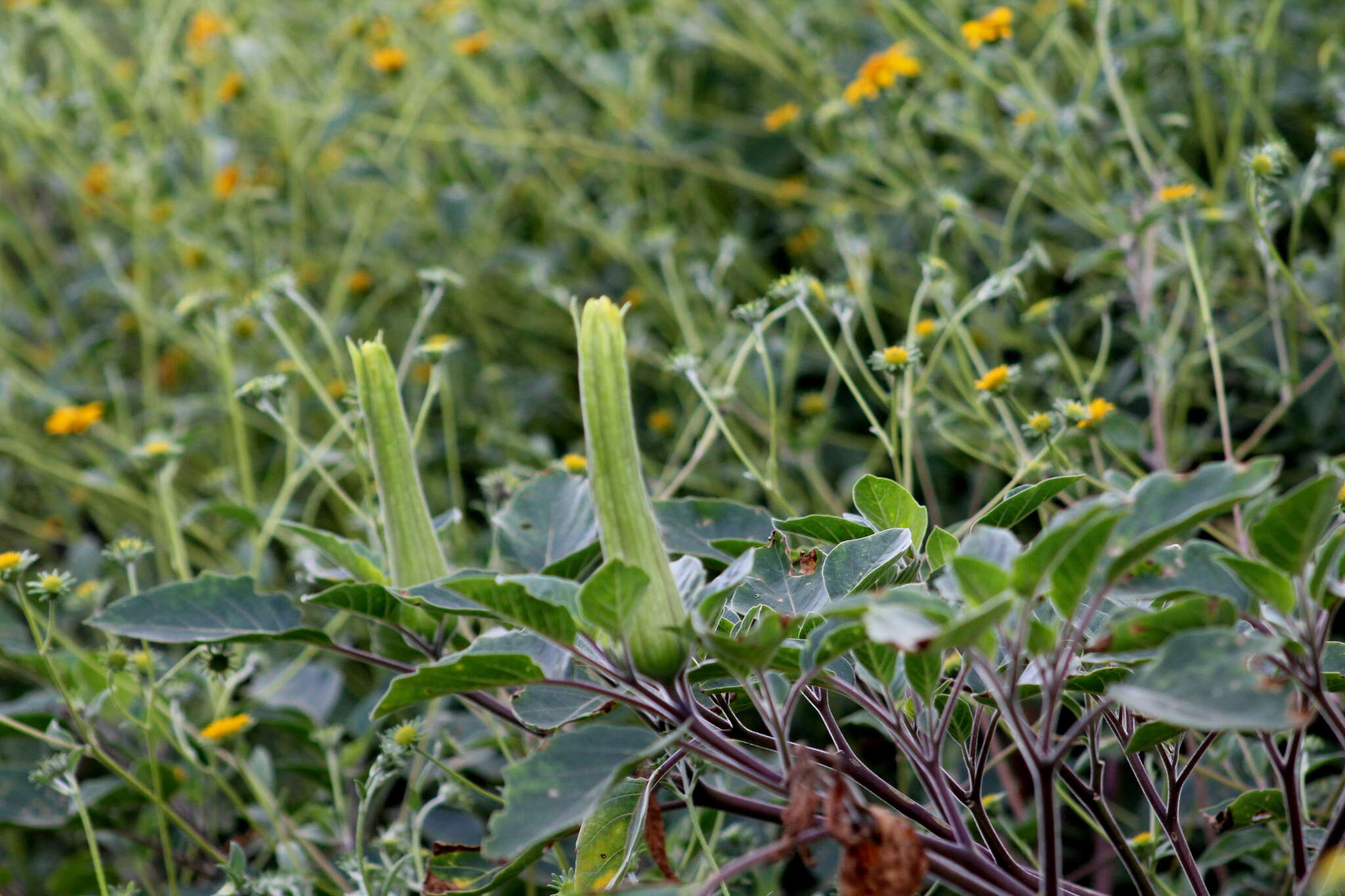 Image of Datura innoxia P. Miller