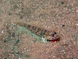 Image of Hoese&#39;s sandgoby