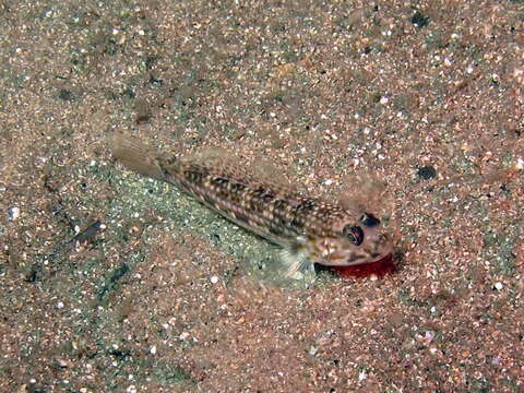 Image of Hoese&#39;s sandgoby