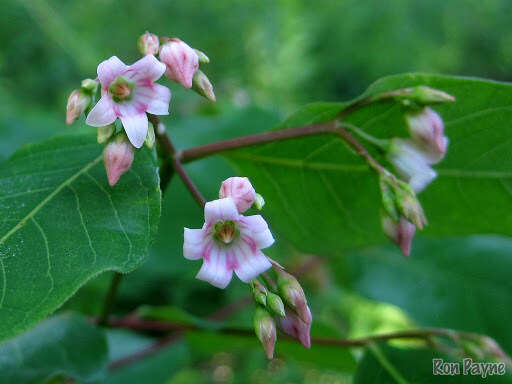 Image of flytrap dogbane