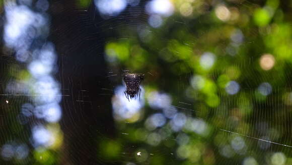 Image of Micrathena triangularis (C. L. Koch 1836)