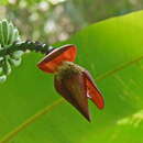 Musa acuminata subsp. malaccensis (Ridl.) N. W. Simmonds resmi