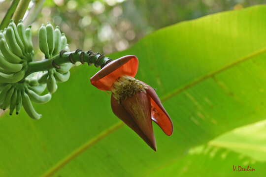 Sivun Musa acuminata subsp. malaccensis (Ridl.) N. W. Simmonds kuva