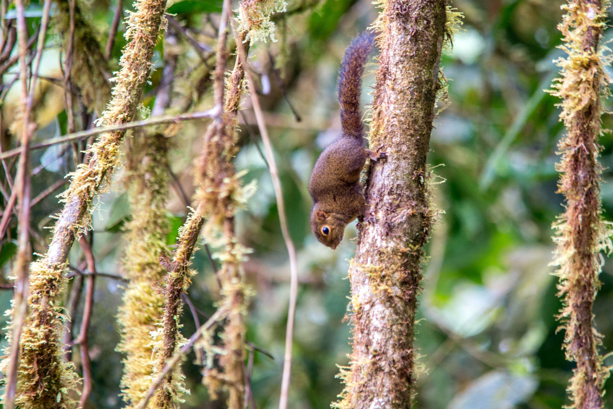 Image of Western Dwarf Squirrel