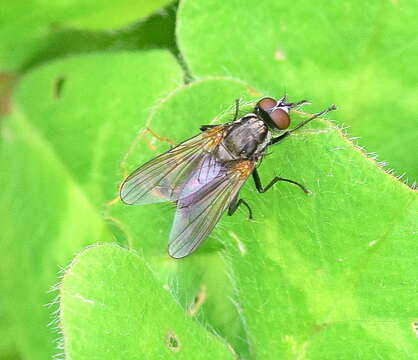 Image of Root-maggot fly