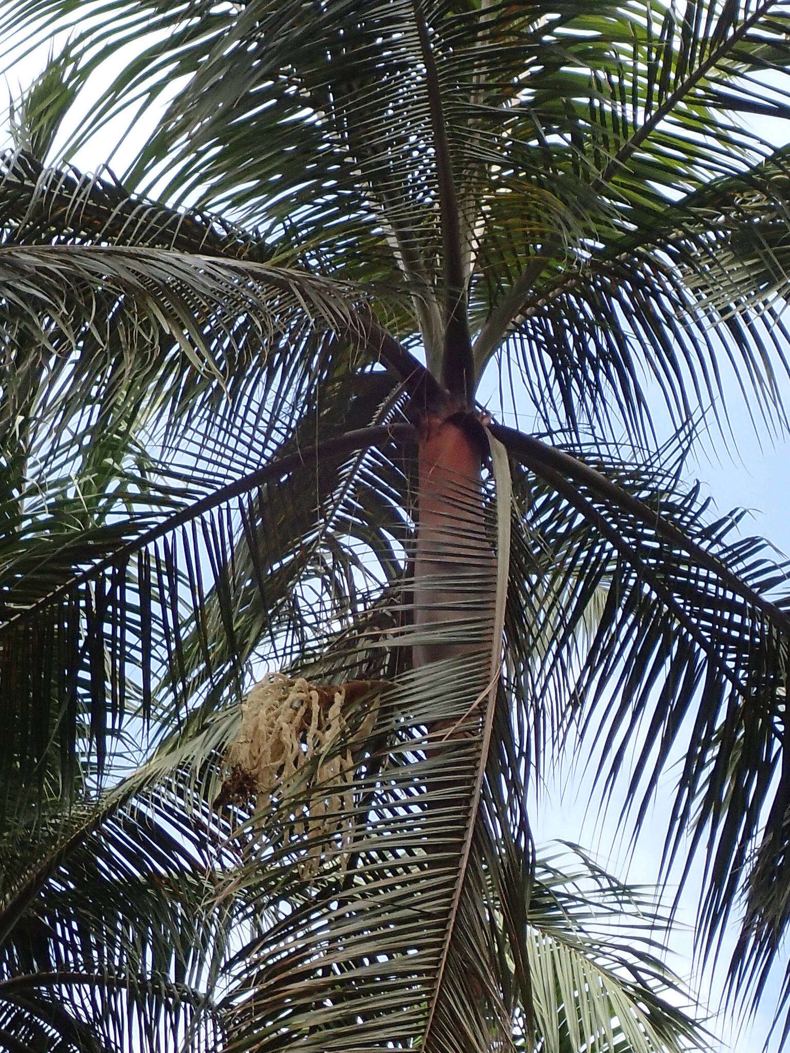 Image of Barbel palm