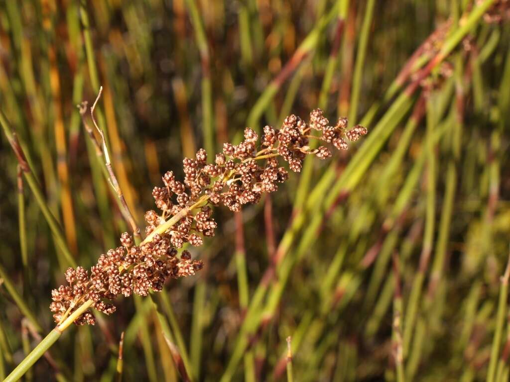 Слика од Cannomois scirpoides (Kunth) Mast.