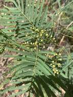 Image of Acacia storyi Tindale