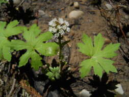 Petasites frigidus var. palmatus (Ait.) Cronq.的圖片