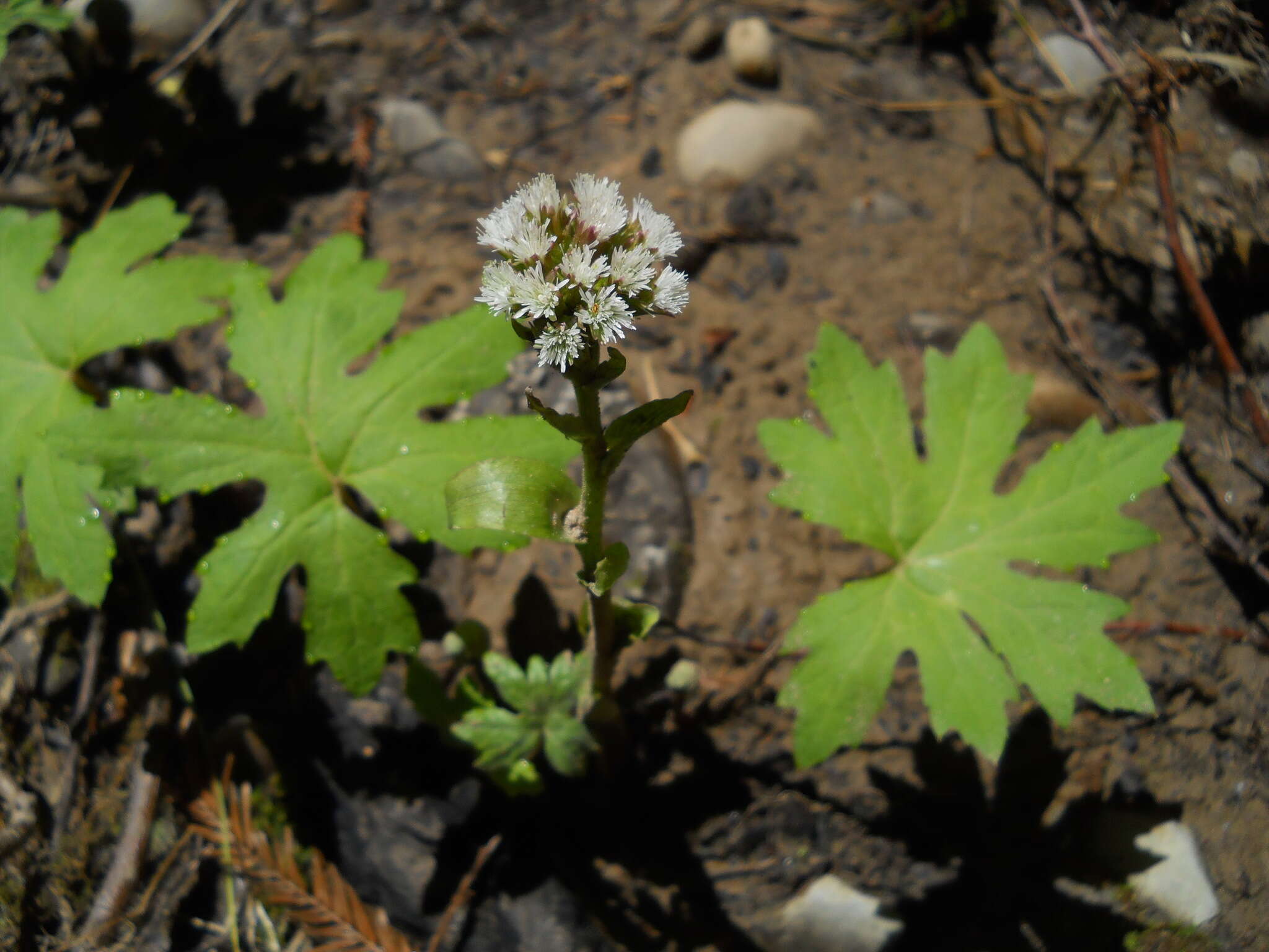 Image of arctic sweet coltsfoot