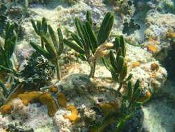 Image of Caulerpa paspaloides