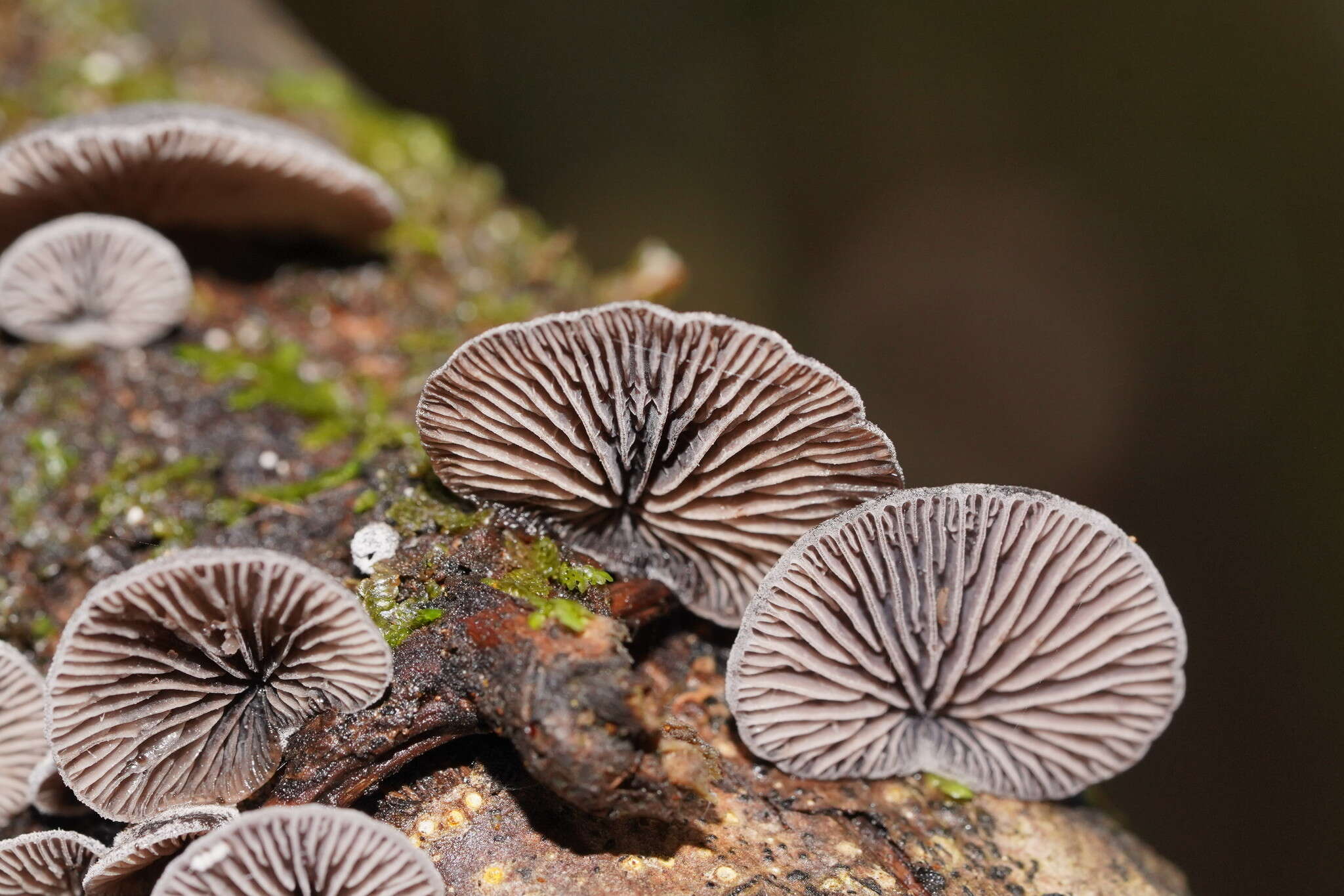 Resupinatus cinerascens (Cleland) Grgur. 1997 resmi