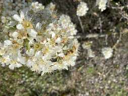 Plancia ëd Pyrus spinosa Forsk.