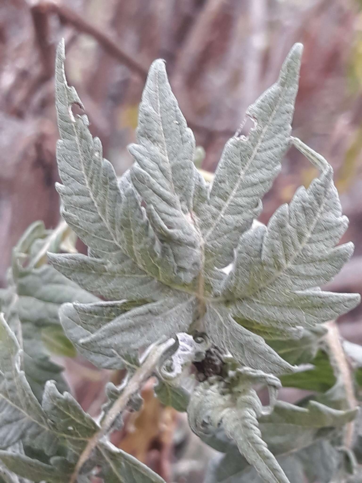 Sivun Ambrosia arborescens Mill. kuva