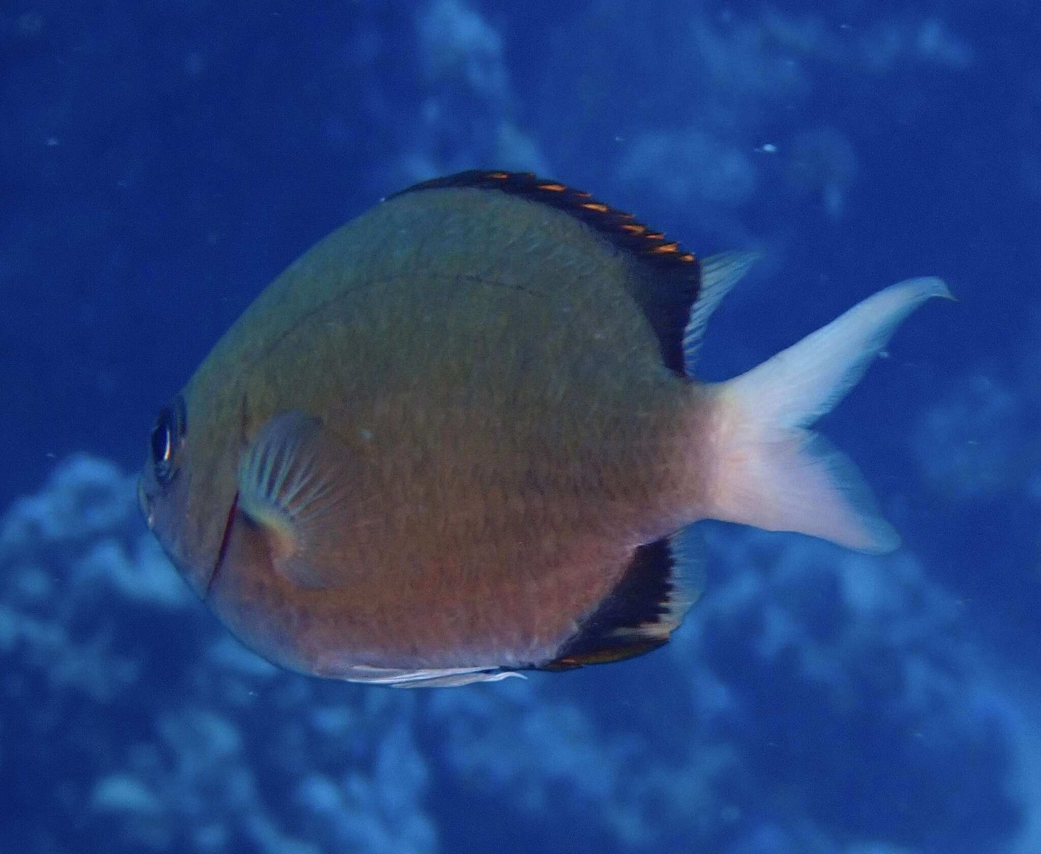 Image of Pemba chromis