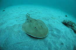 Image of Cortez Electric Ray