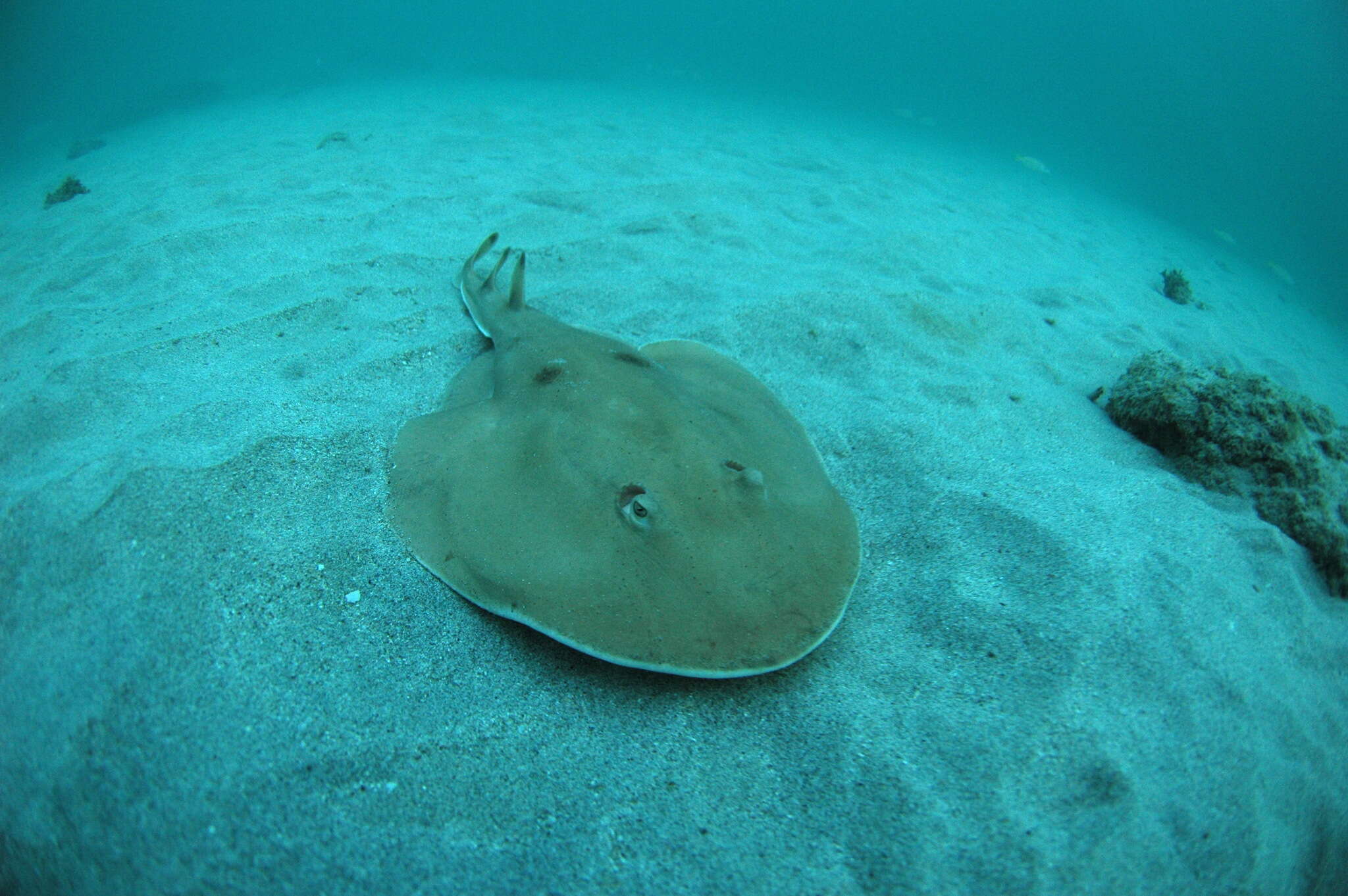 Image of Cortez Electric Ray