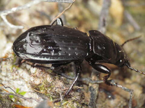 Megadromus (Megadromus) bullatus (Broun 1915) resmi