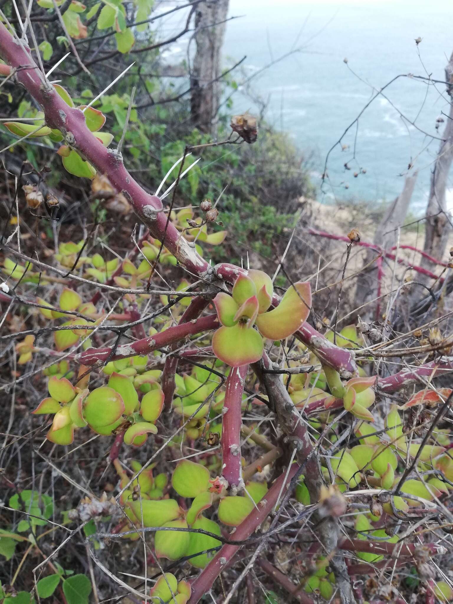 Image of Pereskiopsis rotundifolia (DC.) Britton & Rose