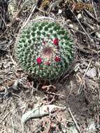 Imagem de Mammillaria polythele Mart.