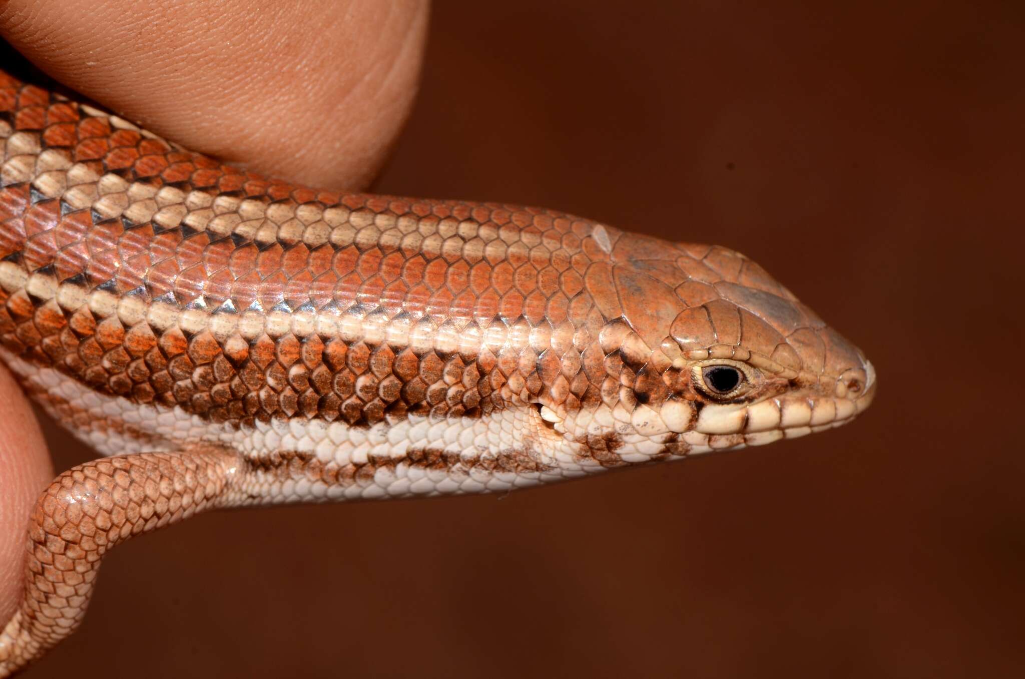 Image of Western three-striped skink