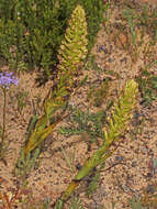 Corycium microglossum Lindl. resmi