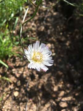 Image of cliff desertdandelion