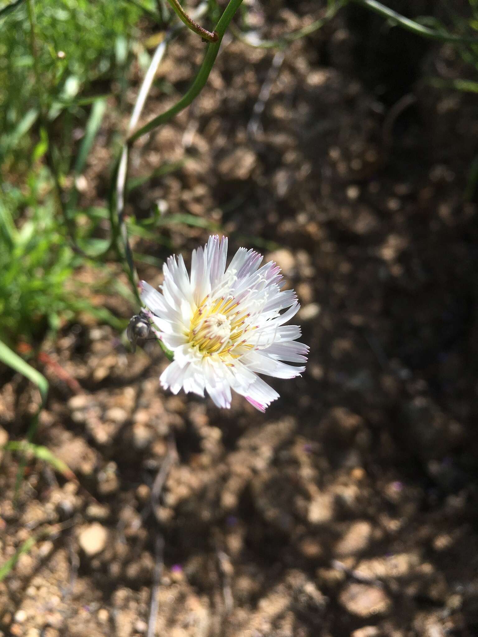 Image of cliff desertdandelion